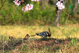 享受春天的鸟儿