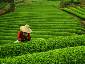 茶叶采摘