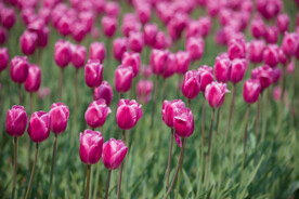 郁金香 花丛