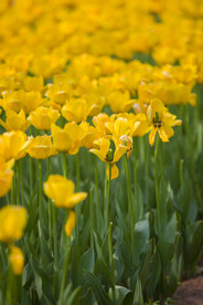 黄色郁金香  花团锦簇