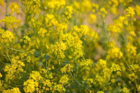 花丛 花海 油菜花 油菜苔