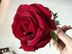 红玫瑰