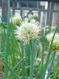 葱花