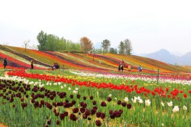 魅力多彩郁金香