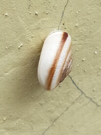 蜗牛