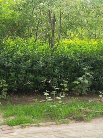 绿植 杨树 灌木 树下 