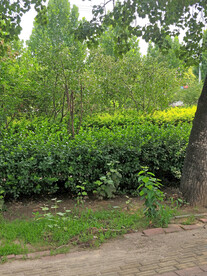 绿植 杨树 灌木 树下 