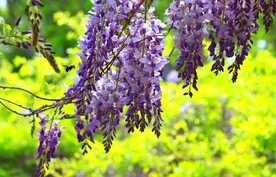 紫穗花香蜂自来