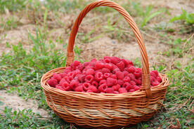 现摘的树莓果肉