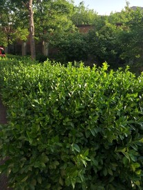 绿叶冬青 嫩芽图片