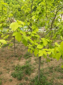 小区园林绿化 嫩绿