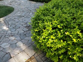 绿叶冬青 嫩芽图片