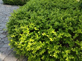 绿叶冬青 嫩芽图片