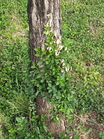 绿植 绿藤 爬藤 藤蔓