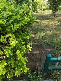 绿叶冬青 嫩芽图片