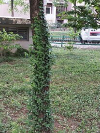 绿植 绿藤 爬藤 藤蔓