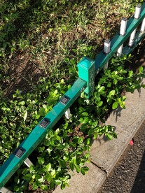 绿植 绿藤 爬藤 藤蔓 栅栏