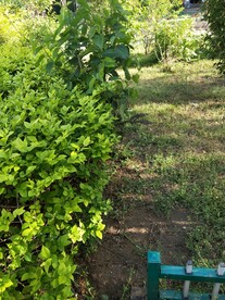 绿叶冬青 嫩芽图片