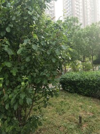 小区园林绿化