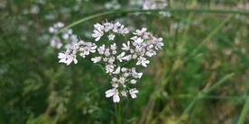 芫荽花小白花