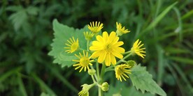 浦儿根花开图片