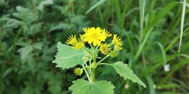 浦儿根野外图片