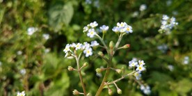 附地菜野外图片