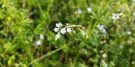 附地菜野外图片