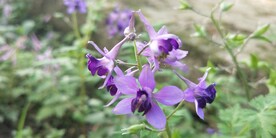 野外紫蓝色花草还亮草