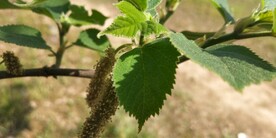 野外构树开花图片