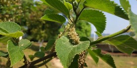 构树开花的图片