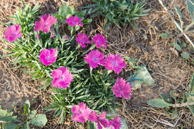 花团 粉化  野草 