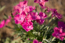 花   特写 粉色 绿植