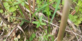 野外四叶葎图片