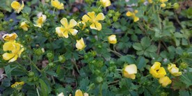 蛇含委陵菜野外图片