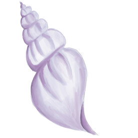 手绘海螺