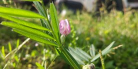 大巢菜野外图片