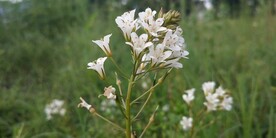 泽珍珠菜开花图片