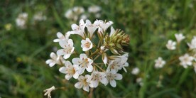 野外泽珍珠菜花