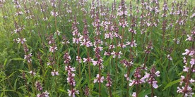 野外水苏花图片