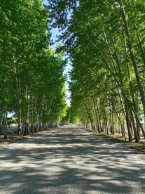 绿树成荫 守护乡间大道