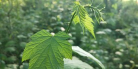 高粱泡叶子图片