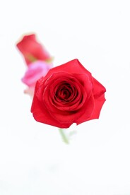 玫瑰