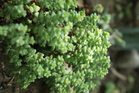 绿地  多肉 阳光