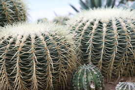 仙人掌 针叶植物