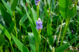 花卉 花朵 花蕾  绿色 绿叶