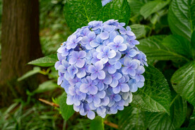 花卉 花朵 花蕾  绿色 绿叶