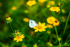 花卉 花朵 花蕾  绿色 绿叶