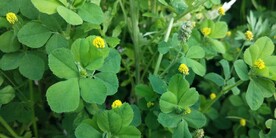 野苜蓿