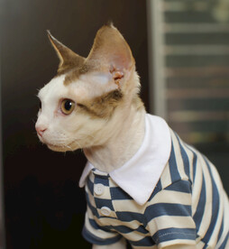 德文小猫表情包